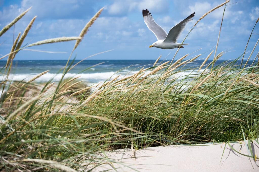 Mouette survolant la plage